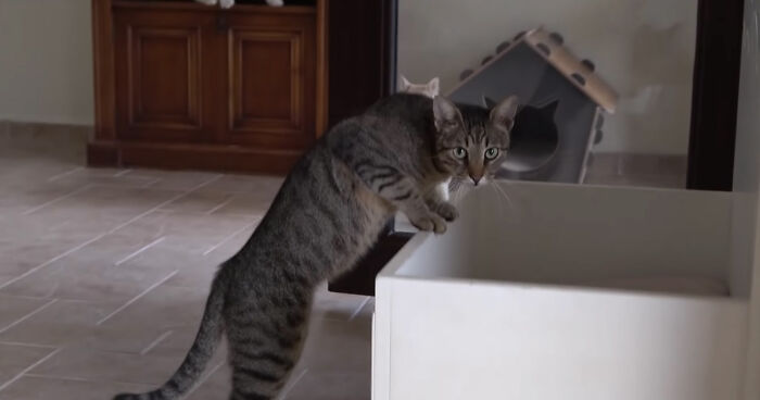 Viral Video Captures A Group Of Outdoor Cats Stepping Inside A House For The First Time In Their Lives Viral Video Captures A Group Of Outdoor Cats Stepping Inside A House For The First Time In Their Lives