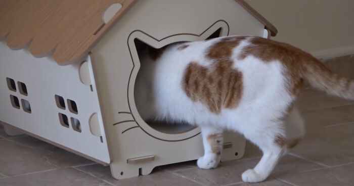 Viral Video Captures A Group Of Outdoor Cats Stepping Inside A House For The First Time In Their Lives Viral Video Captures A Group Of Outdoor Cats Stepping Inside A House For The First Time In Their Lives