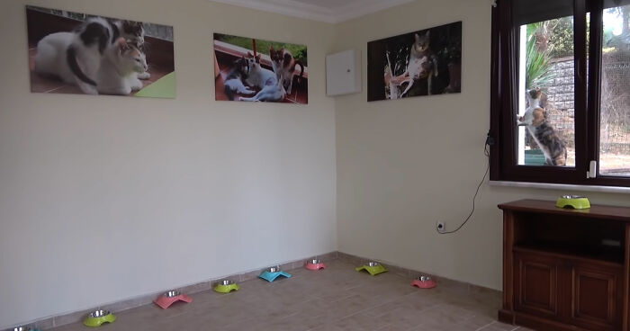 Viral Video Captures A Group Of Outdoor Cats Stepping Inside A House For The First Time In Their Lives