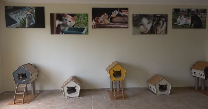 Viral Video Captures A Group Of Outdoor Cats Stepping Inside A House For The First Time In Their Lives Viral Video Captures A Group Of Outdoor Cats Stepping Inside A House For The First Time In Their Lives
