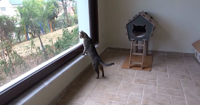 Viral Video Captures A Group Of Outdoor Cats Stepping Inside A House For The First Time In Their Lives