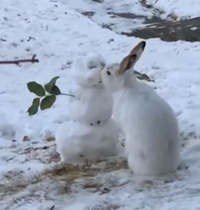 Over 64K People On YouTube Can't Get Enough Of This Video Capturing A Bunny Chomping A Snowman’s Carrot Nose
