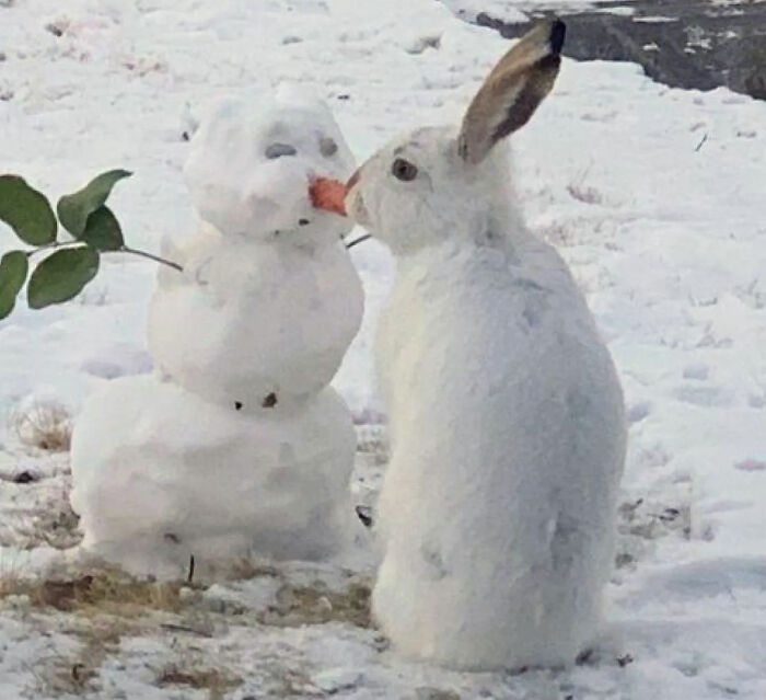 Over 64K People On YouTube Can't Get Enough Of This Video Capturing A Bunny Chomping A Snowman’s Carrot Nose
