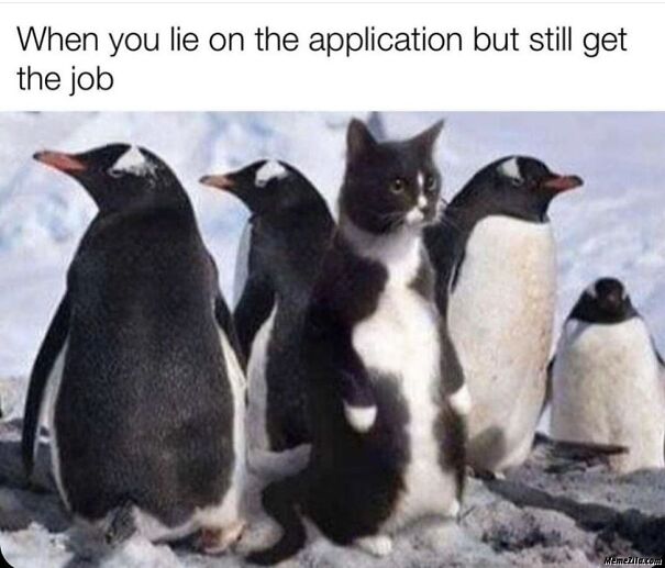penguinmeme-5fc694639fee8.jpg