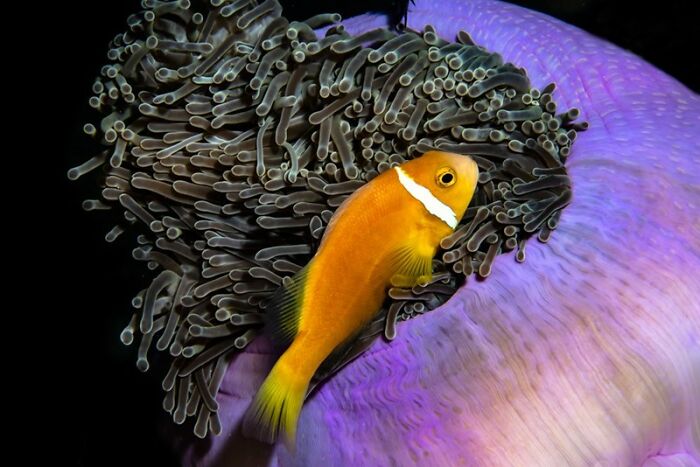 2 Widowed Penguins Hugging Each Other Wins 2020 Ocean Photography 1st Place Award