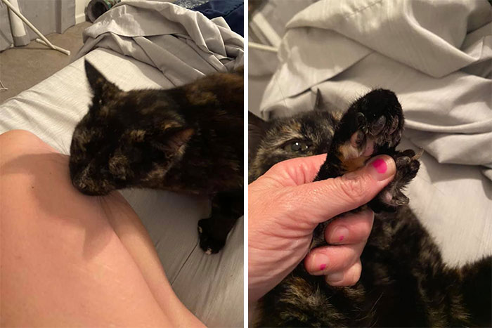 My Garage, Not My Cat...my House, Not My Cat...my House Again, Now My Cat