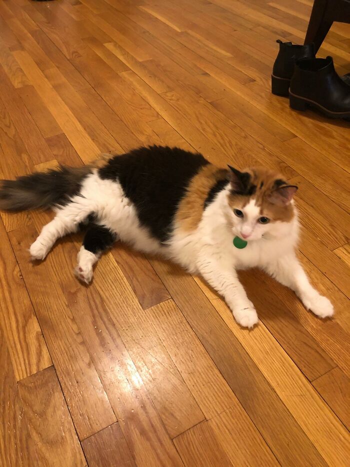 My Apartment, Not My Cat