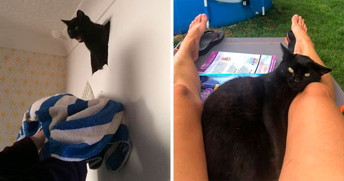 45 Of The Best ‘My House, Not My Cat’ Moments That Have Ever Happened To Humans (New Pics)