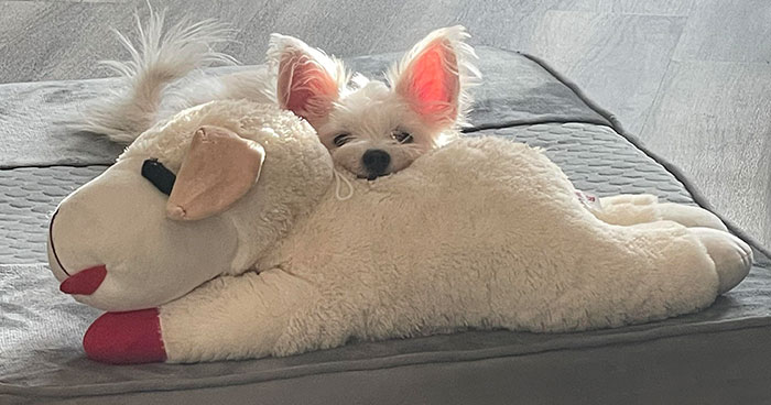 30 Pics That Prove All Living Creatures Need Toys (New Pics)