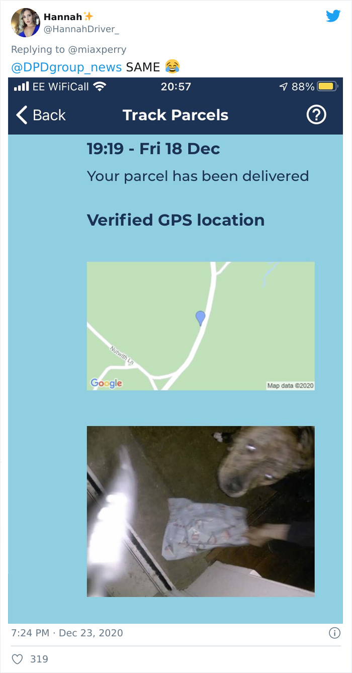 Pets-Collecting-Delivery-Items