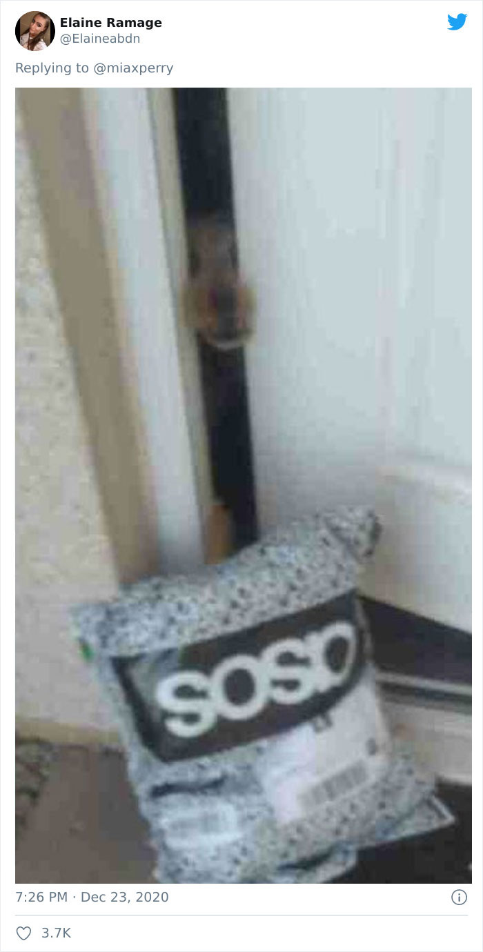 Pets-Collecting-Delivery-Items