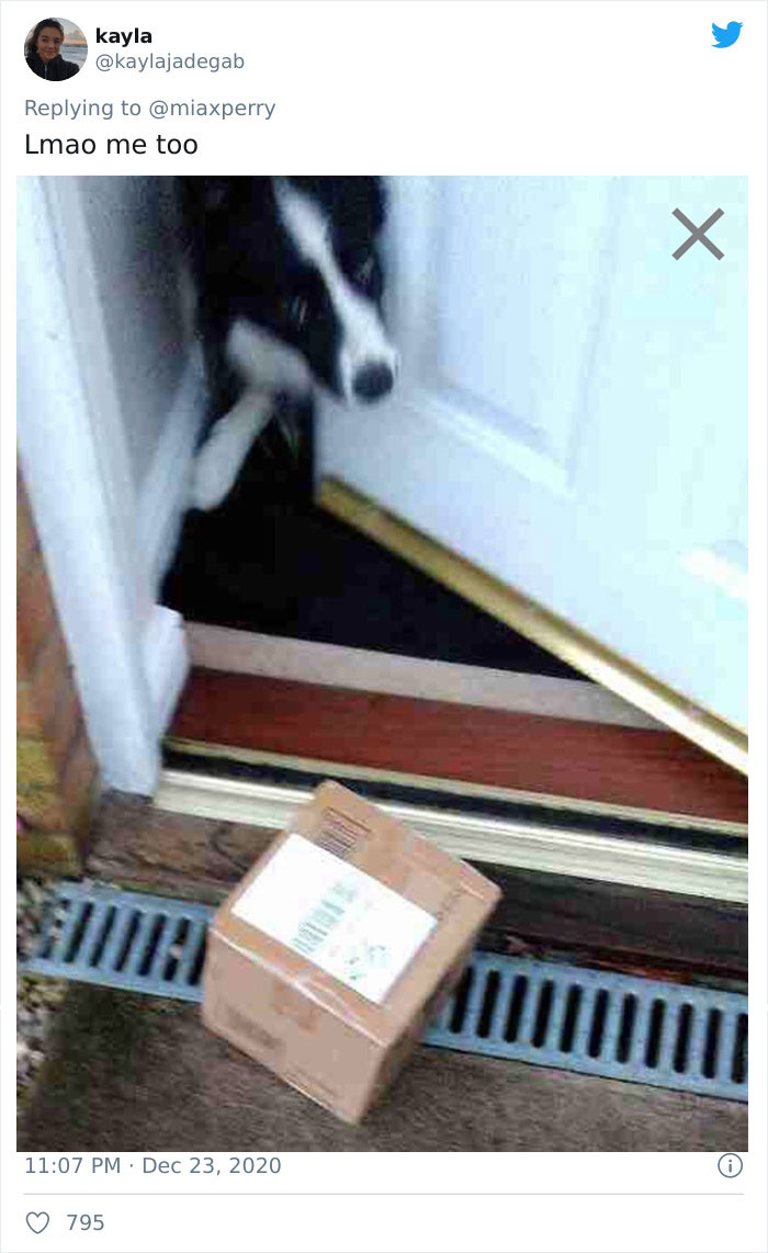 Pets-Collecting-Delivery-Items