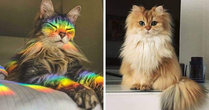 This Online Community Documents Photos Of ‘Supermodel Cats’ That Certainly Know How To Strike A Pose (50 Pics)