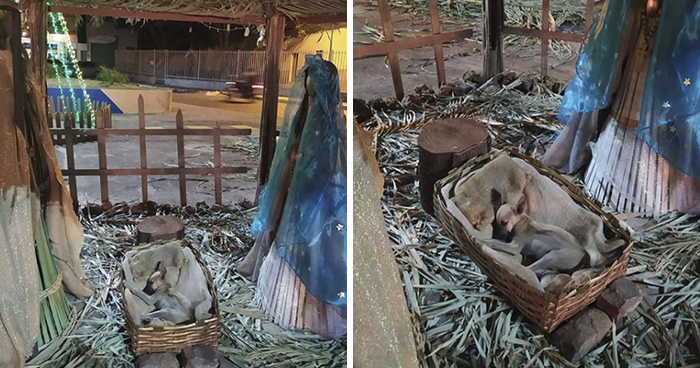 This Woman Passing By Nativity Scene Notices Someone Sleeping In The Manger