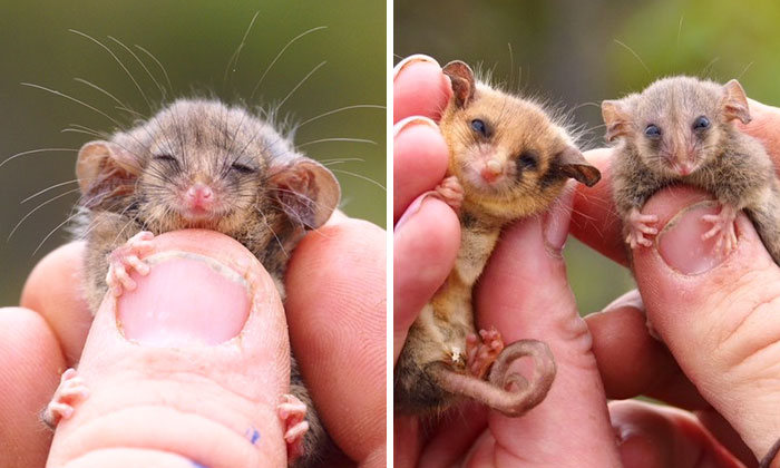Rare Pygmy Possums Just Got Rediscovered After Fears That Bushfires Wiped Them Out