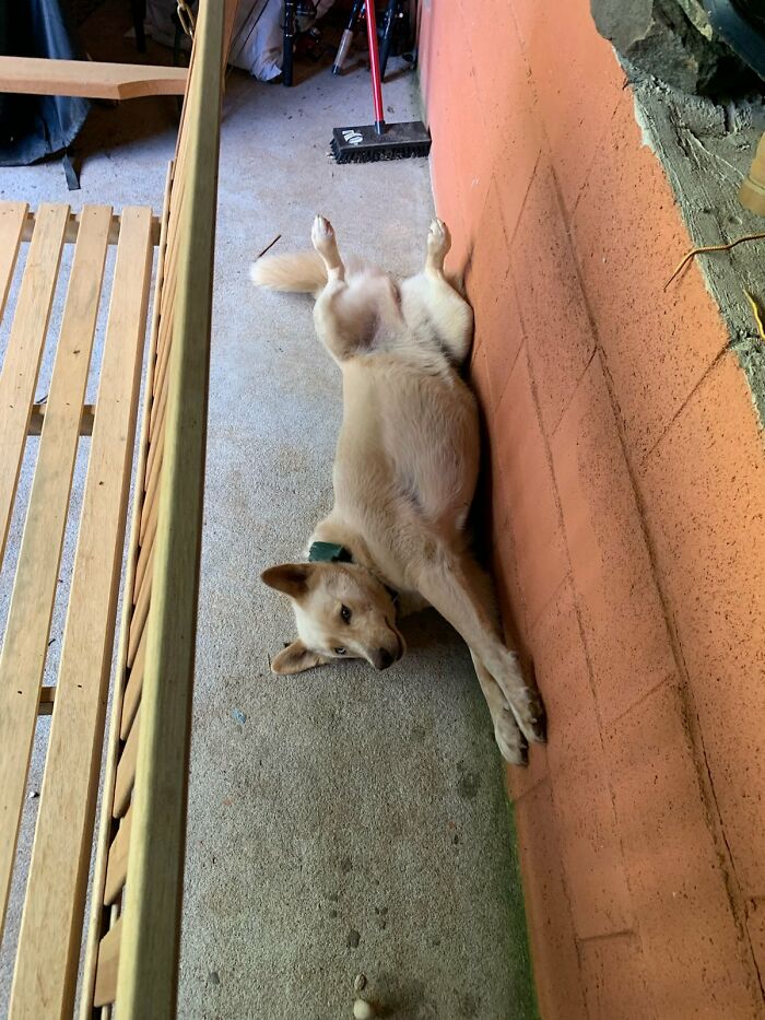 Roxie's Little Chicken Legs