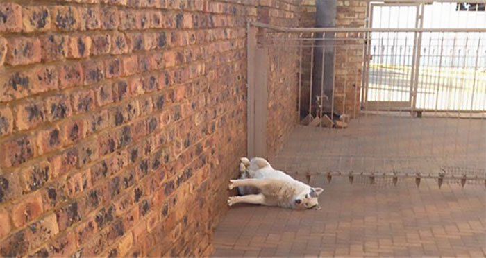 Hey Pandas, Post A Picture Of The Weirdest Position Your Pet Has Slept/Sat In! (Closed)