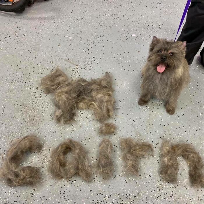 Shedding-Dog-Challenge-Facebook