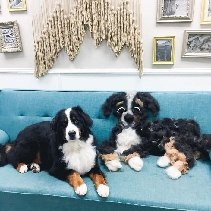 Shedding-Dog-Challenge-Facebook