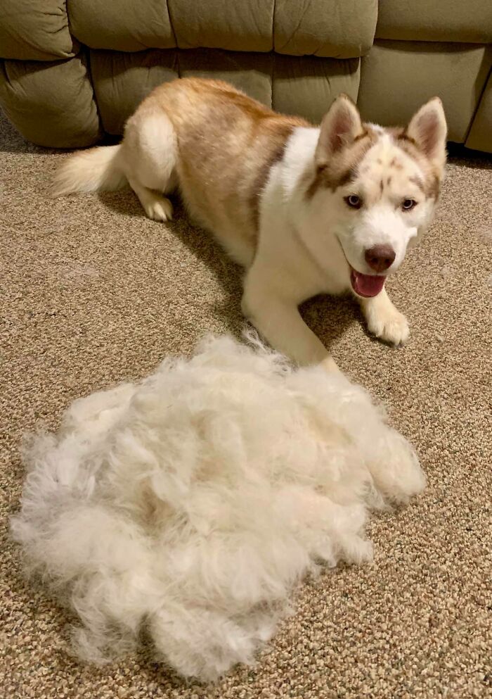 Shedding-Dog-Challenge-Facebook