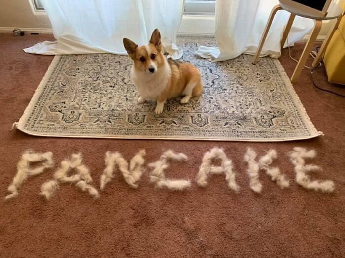 Shedding-Dog-Challenge-Facebook