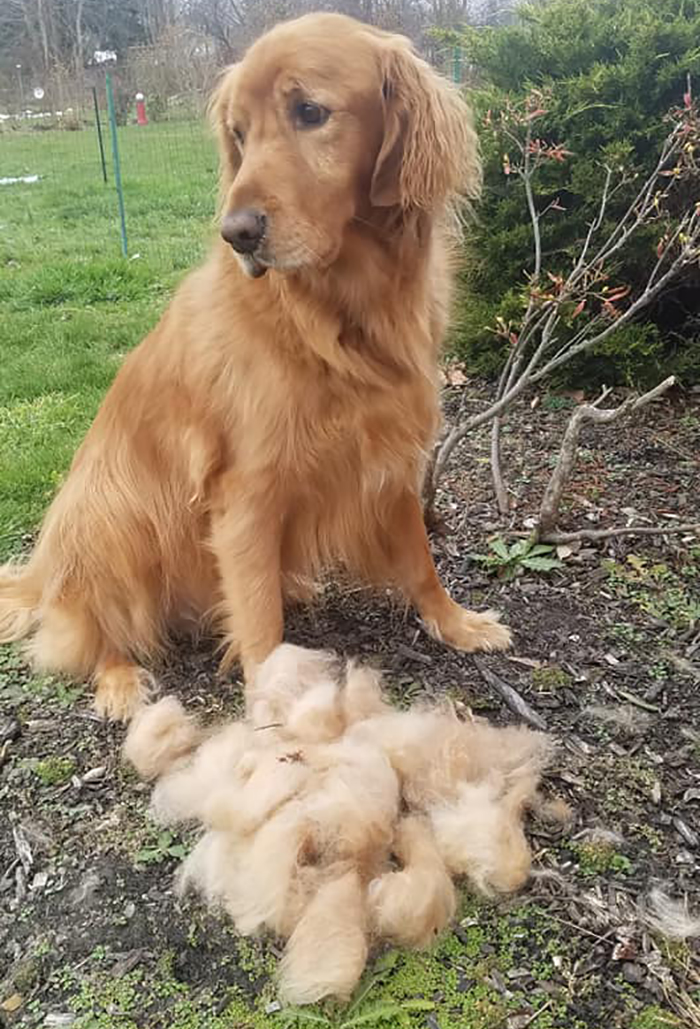 Shedding-Dog-Challenge-Facebook