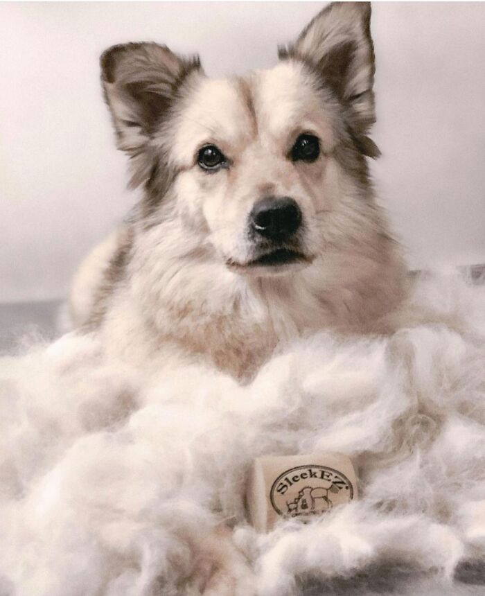 Shedding-Dog-Challenge-Facebook