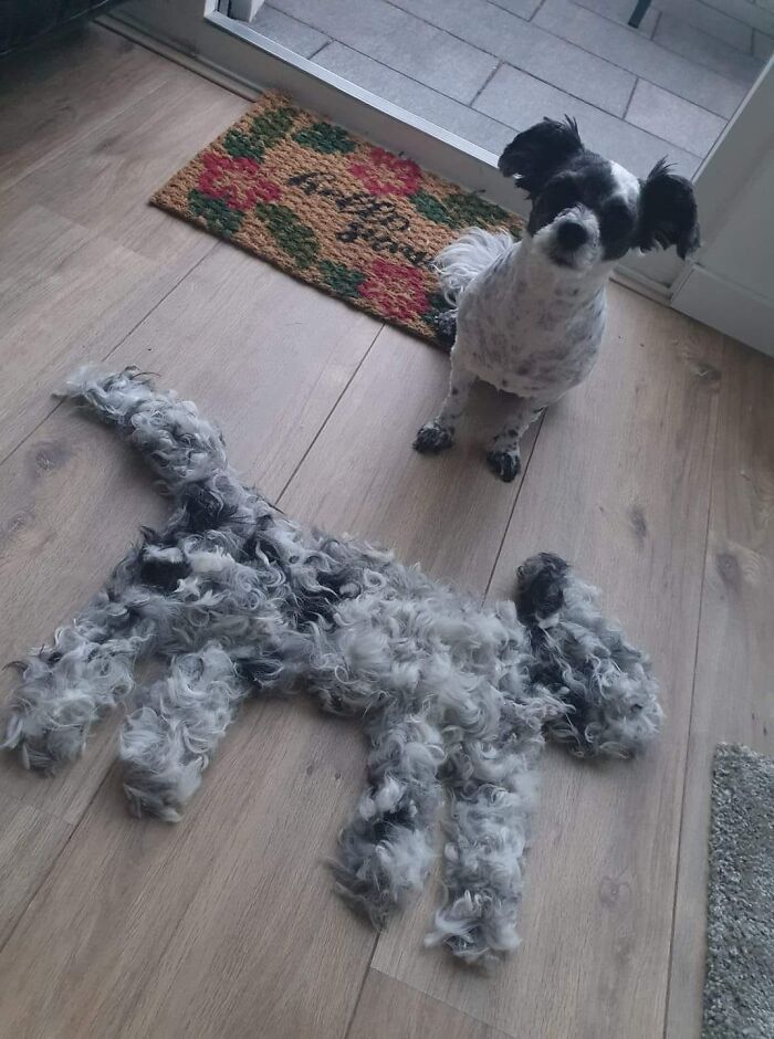 Shedding-Dog-Challenge-Facebook