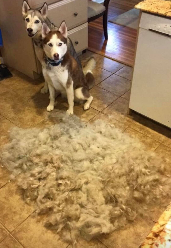Shedding-Dog-Challenge-Facebook