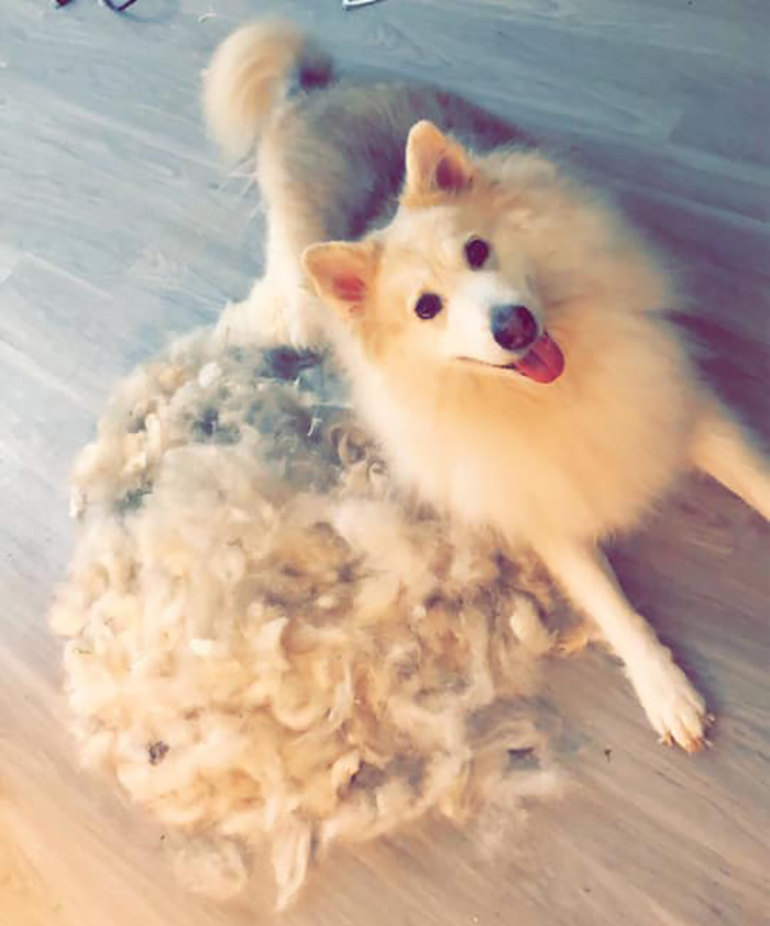 Shedding-Dog-Challenge-Facebook