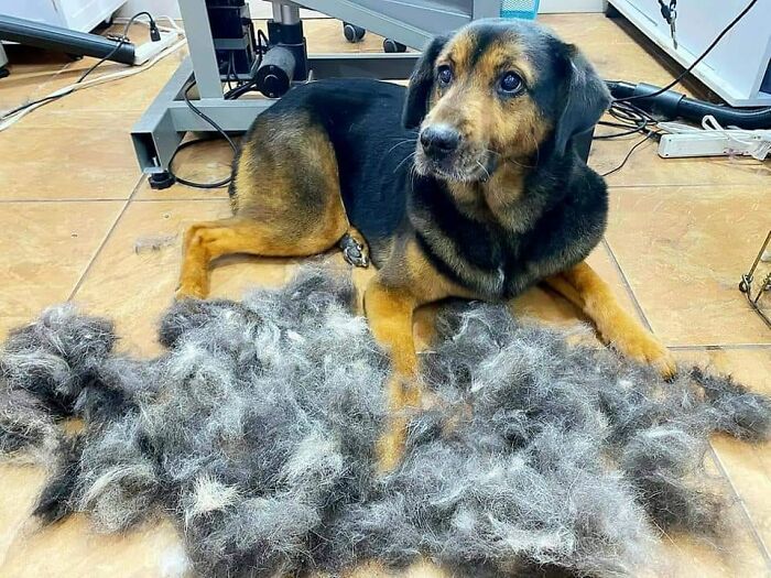 Shedding-Dog-Challenge-Facebook