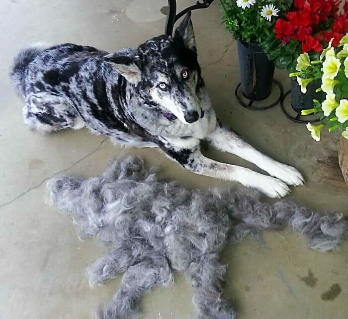 Shedding-Dog-Challenge-Facebook