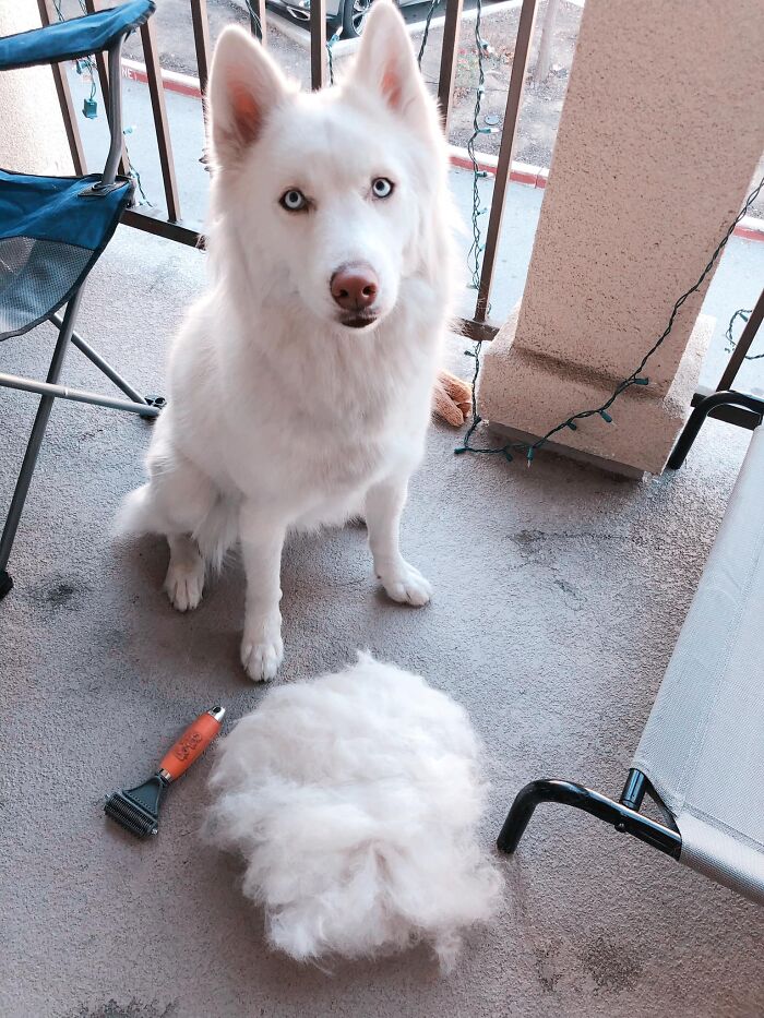 Shedding-Dog-Challenge-Facebook