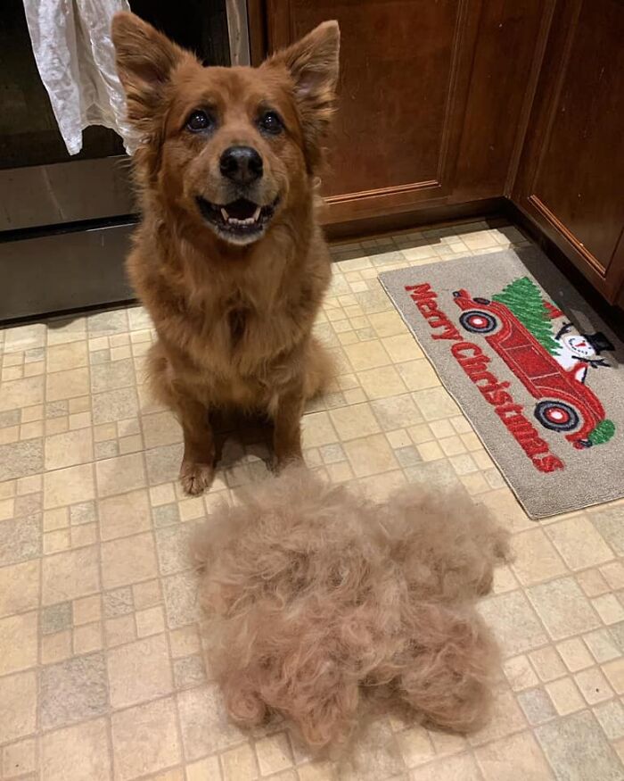 Shedding-Dog-Challenge-Facebook
