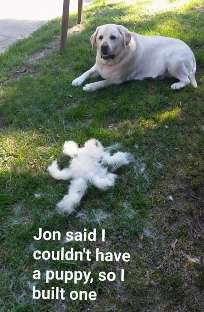 Shedding-Dog-Challenge-Facebook