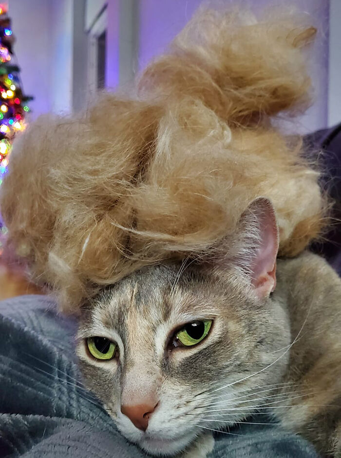 Shedding-Dog-Challenge-Facebook