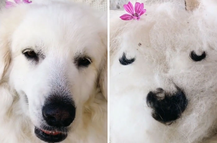 Shedding-Dog-Challenge-Facebook