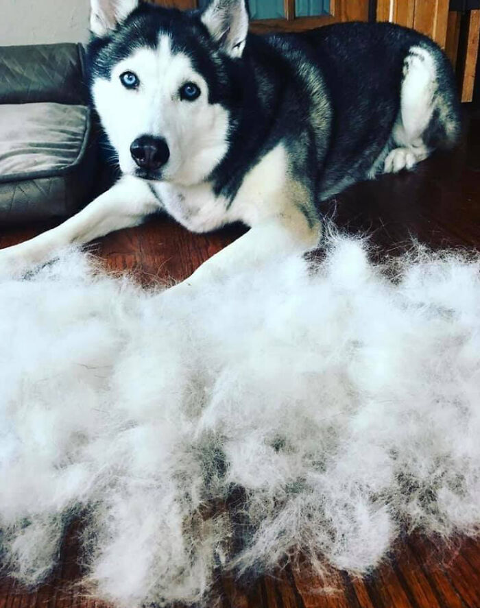 Shedding-Dog-Challenge-Facebook
