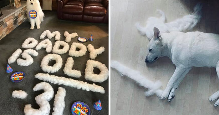 People On Facebook Are Sharing Funny Pics Of How Much Their Dogs Shed (25 Pics)