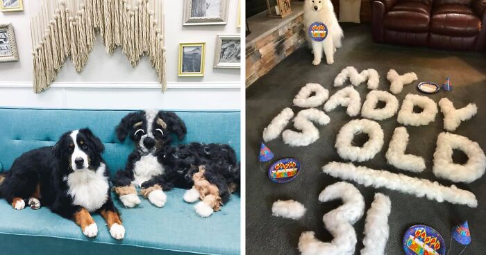 People On Facebook Are Sharing Funny Pics Of How Much Their Dogs Shed (25 Pics)