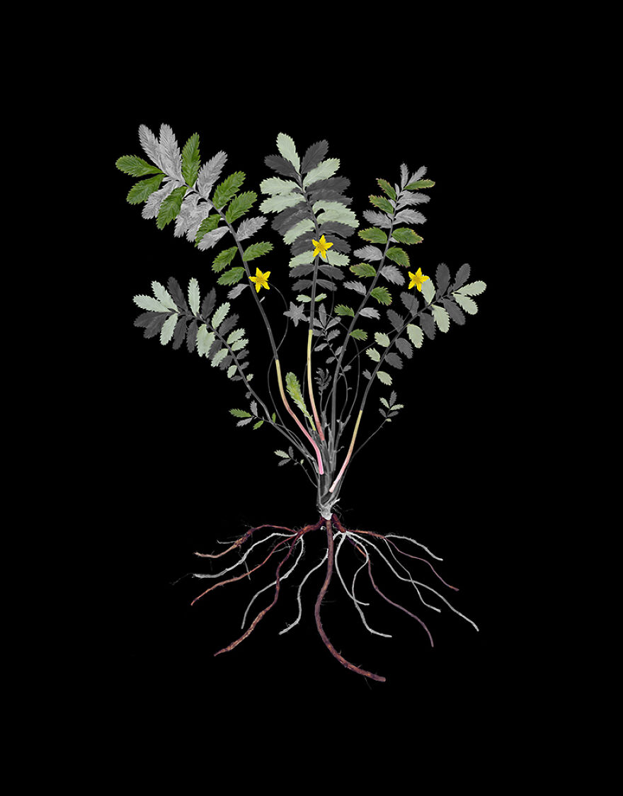 Silverweed, Archival Pigment Print, 16"X20", 2020