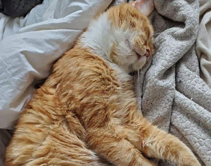 Sick And Cold Stray Cat Knocks On Woman's Window Asking To Be Let In