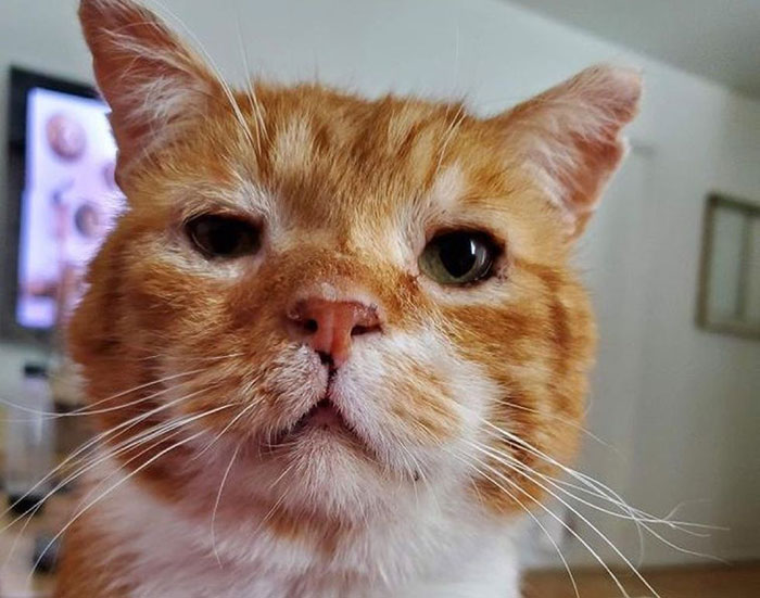 Sick And Cold Stray Cat Knocks On Woman's Window Asking To Be Let In Sick And Cold Stray Cat Knocks On Woman's Window Asking To Be Let In