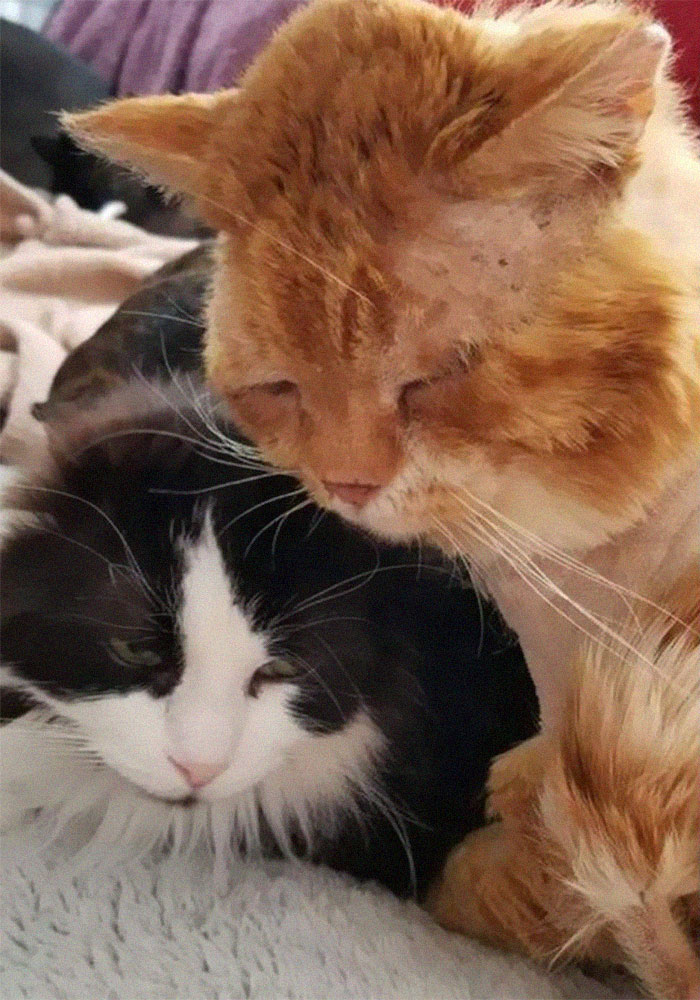 Sick And Cold Stray Cat Knocks On Woman's Window Asking To Be Let In