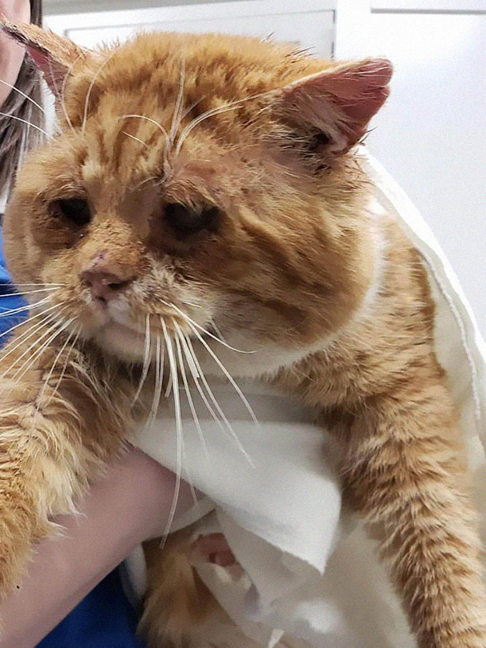 Sick And Cold Stray Cat Knocks On Woman's Window Asking To Be Let In Sick And Cold Stray Cat Knocks On Woman's Window Asking To Be Let In