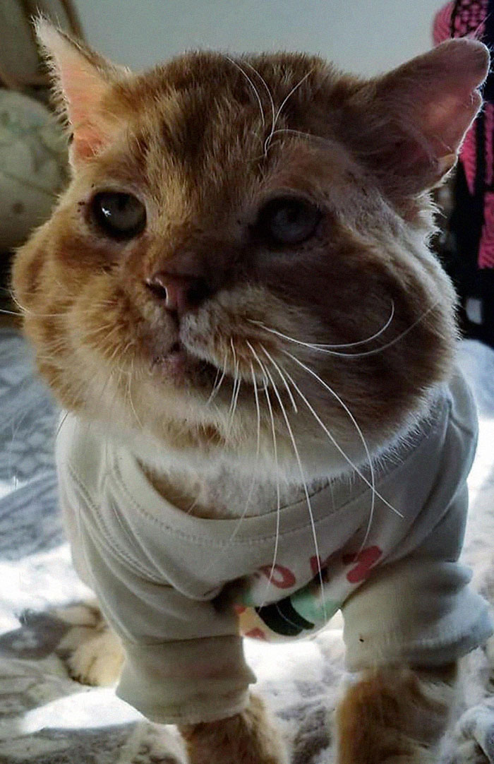 Sick And Cold Stray Cat Knocks On Woman's Window Asking To Be Let In