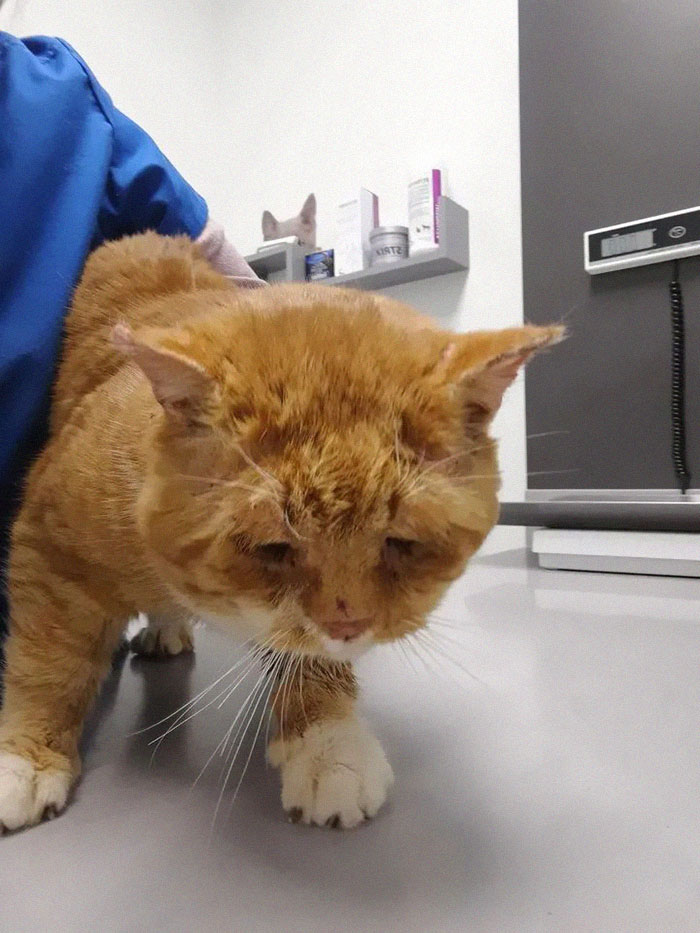 Sick And Cold Stray Cat Knocks On Woman's Window Asking To Be Let In Sick And Cold Stray Cat Knocks On Woman's Window Asking To Be Let In