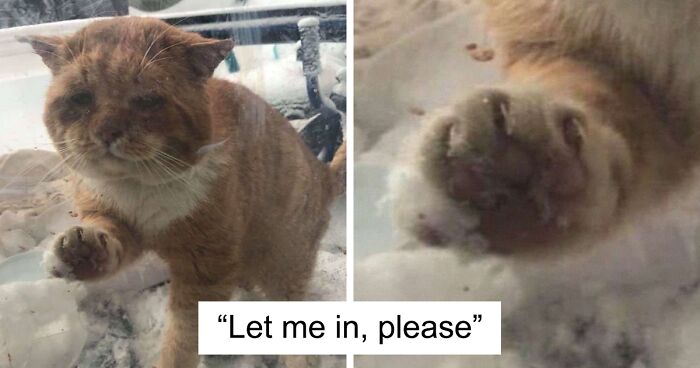 Sick And Cold Stray Cat Knocks On Woman’s Window Asking To Be Let In