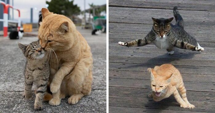 40 Unique Personalities Of Stray Cats As Captured By This Japanese Photographer (New Pics)