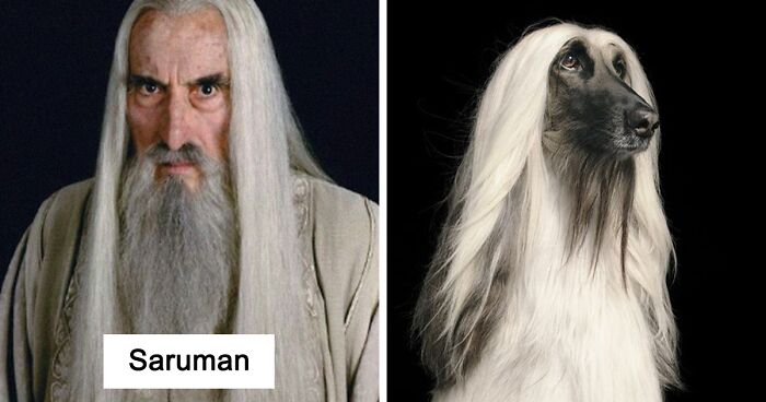 What If Lord Of The Rings Was All Dogs? This Twitter Thread Has An Answer (18 Pics)